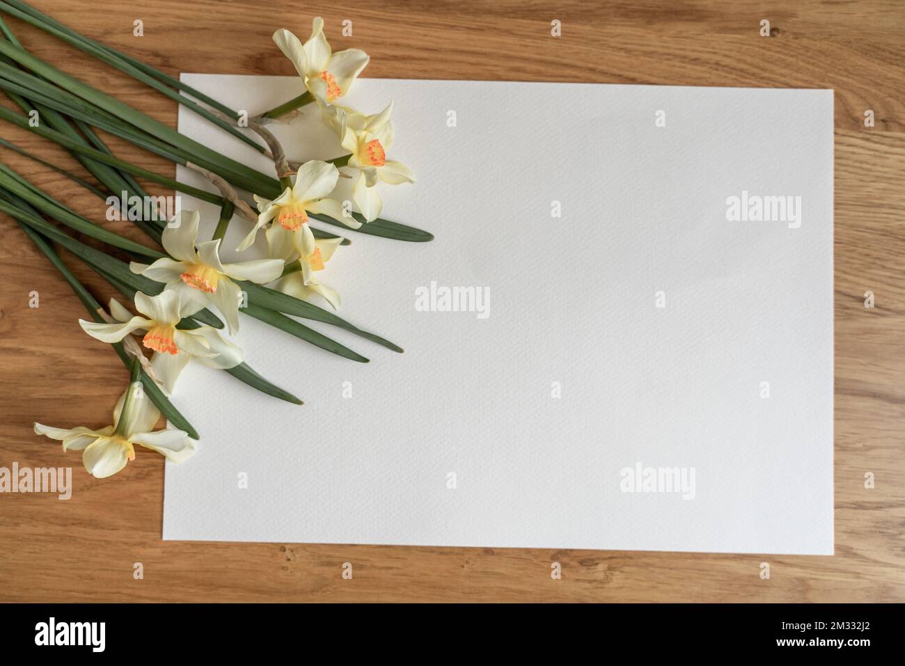 Bouquet di narcisi o di daffodil gialli su sfondo bianco. Disposizione piatta, spazio di copia per il testo Foto Stock