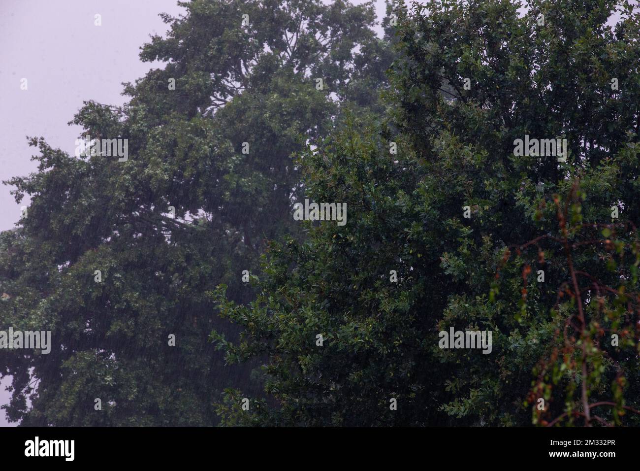 L'immagine mostra una forte pioggia in un giardino, a Lierde, giovedì 13 agosto 2020. Il Royal Meteorological Institute KMI - IRM ha confermato che la scorsa settimana è stato il periodo più caldo dall'inizio della raccolta dei dati. Tra il 6 e il 12 agosto, la temperatura media del giorno ha raggiunto i 33,5 gradi Celsius. L'ondata di caldo si è conclusa in forti tempeste estive questa sera. FOTO DI BELGA NICOLAS MAETERLINCK Foto Stock L'immagine mostra una forte pioggia in un giardino, a Lierde, giovedì 13 agosto 2020. Il Royal Meteorological Institute KMI - IRM ha confermato che la scorsa settimana è stato il periodo più caldo dall'inizio della raccolta dei dati. Tra il 6 e il 12 agosto, la temperatura media del giorno ha raggiunto i 33,5 gradi Celsius. L'ondata di caldo si è conclusa in forti tempeste estive questa sera. FOTO DI BELGA NICOLAS MAETERLINCK Foto Stock