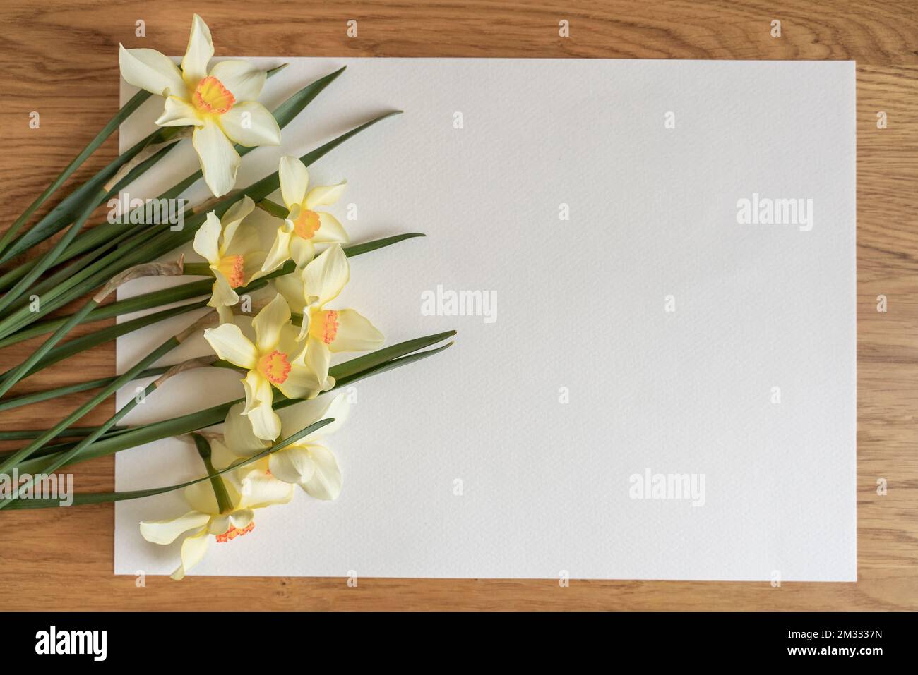 Bouquet di narcisi o di daffodil gialli su sfondo bianco. Disposizione piatta, spazio di copia per il testo Foto Stock