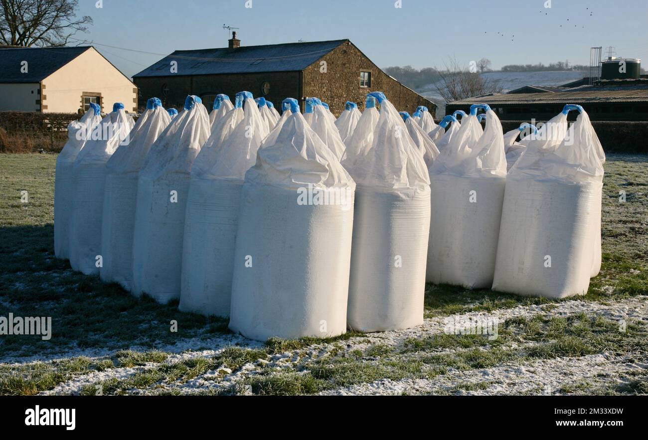 Grandi sacchi bianchi nella campagna del Lancashire Foto Stock