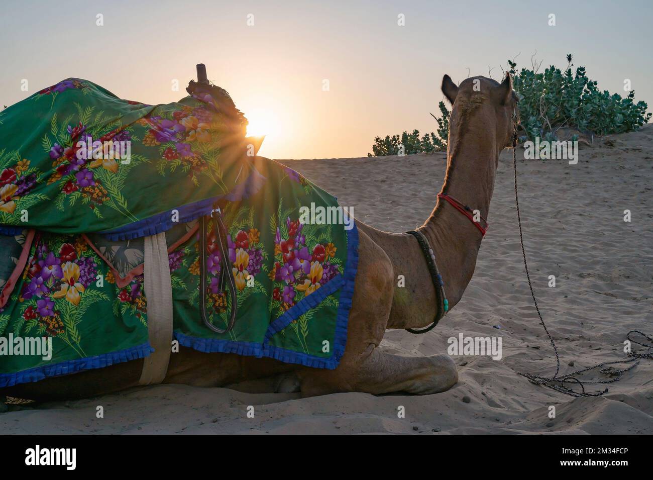 Sole che sorge all'orizzonte del deserto di Thar, Rajasthan, India. Dromedario, cammello dromedario, cammello arabo o cammello a una gobba con colorato abito locale, Foto Stock