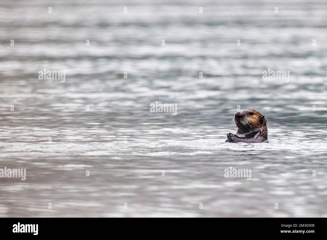 Otter del Mare del Nord; braccio Valdez; Prince William Sound; Valdez; Alaska; STATI UNITI Foto Stock