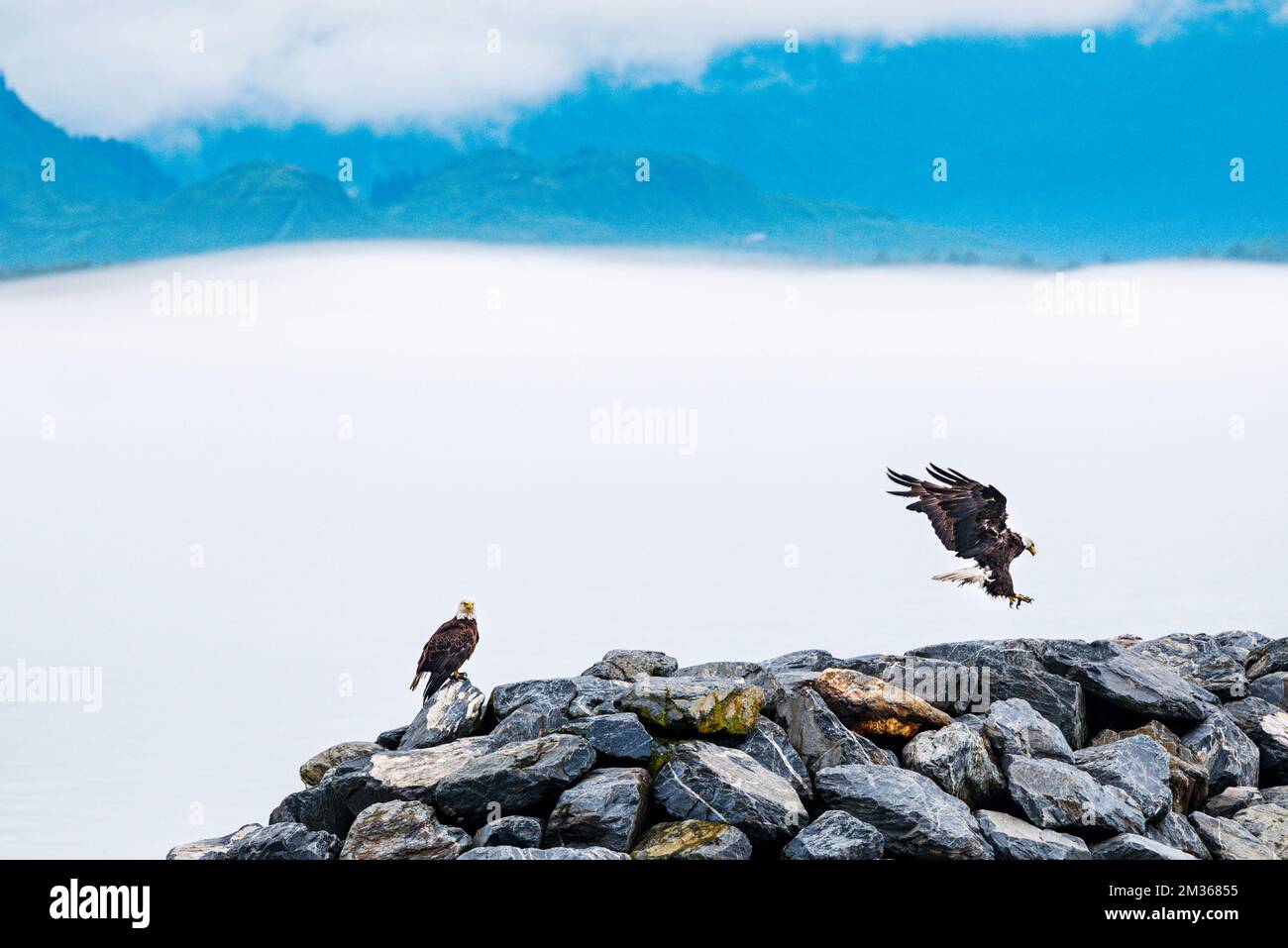 Bald Eagles su molo rock; Valdez; Alasska; USA Foto Stock