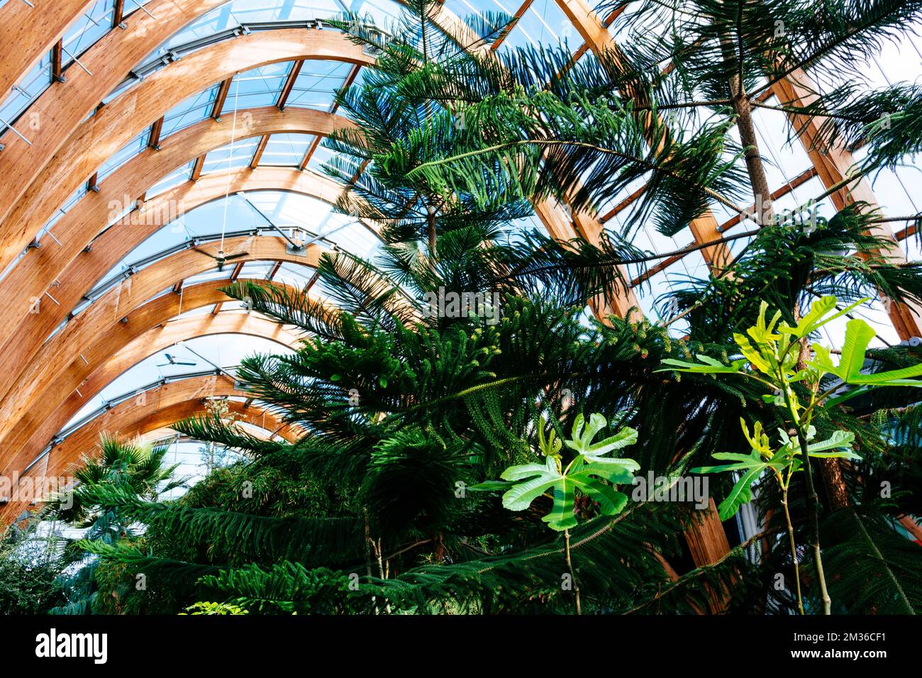 Sheffield Winter Garden è una delle più grandi serre temperate costruite nel Regno Unito negli ultimi cento anni, e il più grande glassho urbano Foto Stock