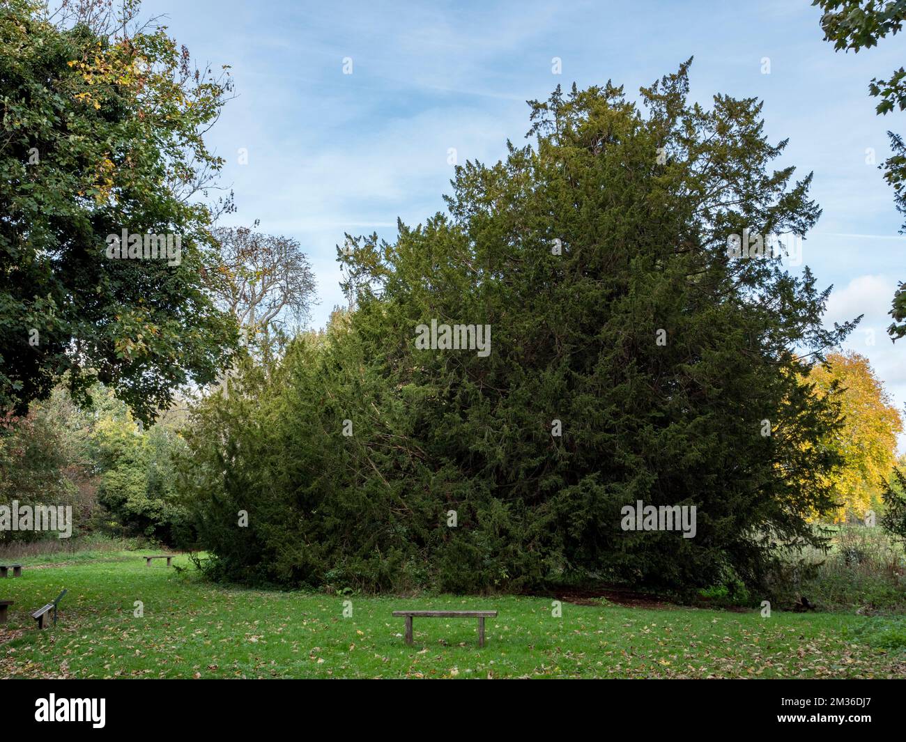 L'albero di Ankerwycke Yew, un albero antico, vicino alle rovine del Priorato di St Mary, vicino a Wraysbury nel Berkshire, Inghilterra, Regno Unito (ottobre 2022). Foto Stock