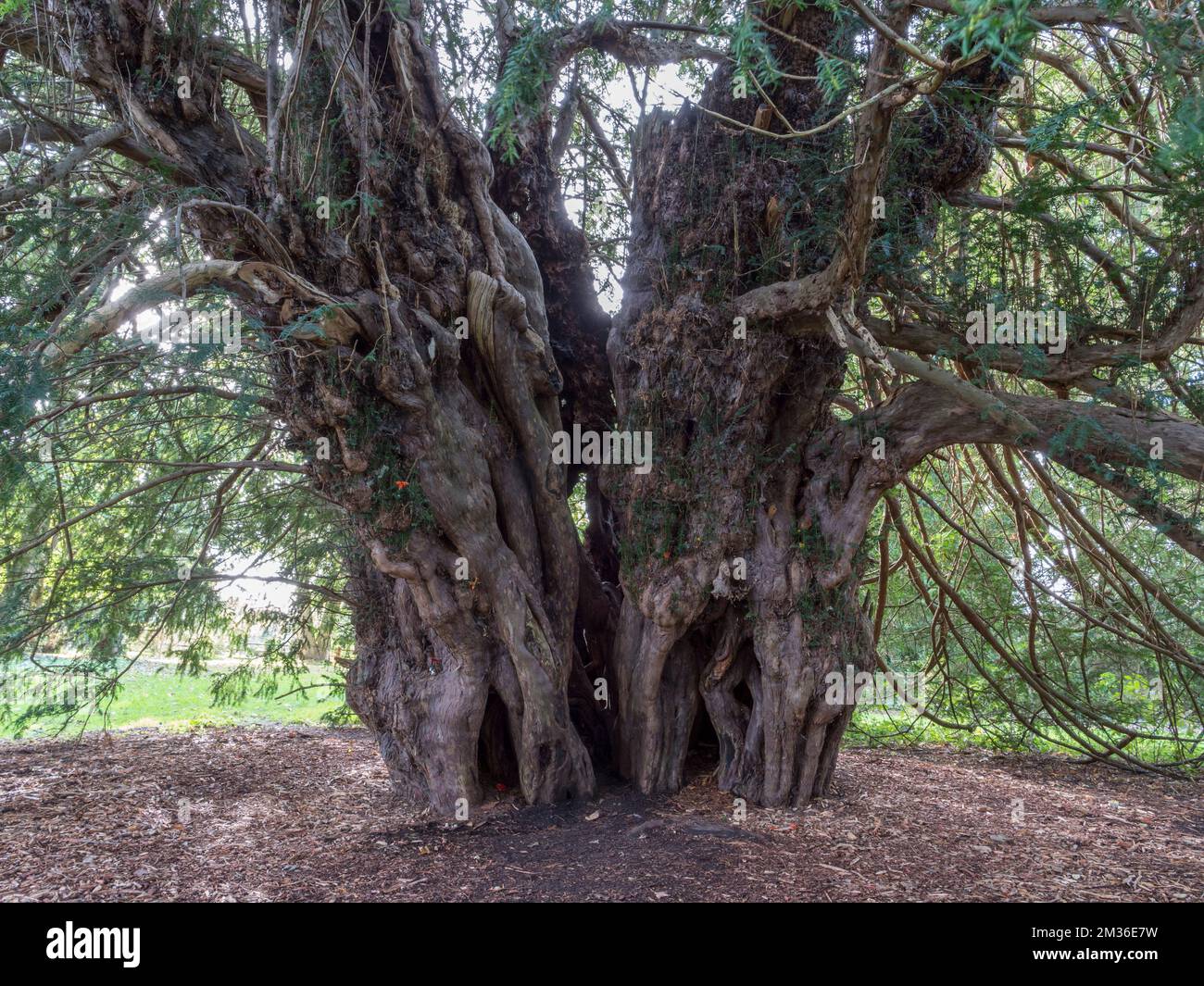 L'albero di Ankerwycke Yew, un albero antico, vicino alle rovine del Priorato di St Mary, vicino a Wraysbury nel Berkshire, Inghilterra, Regno Unito (ottobre 2022). Foto Stock