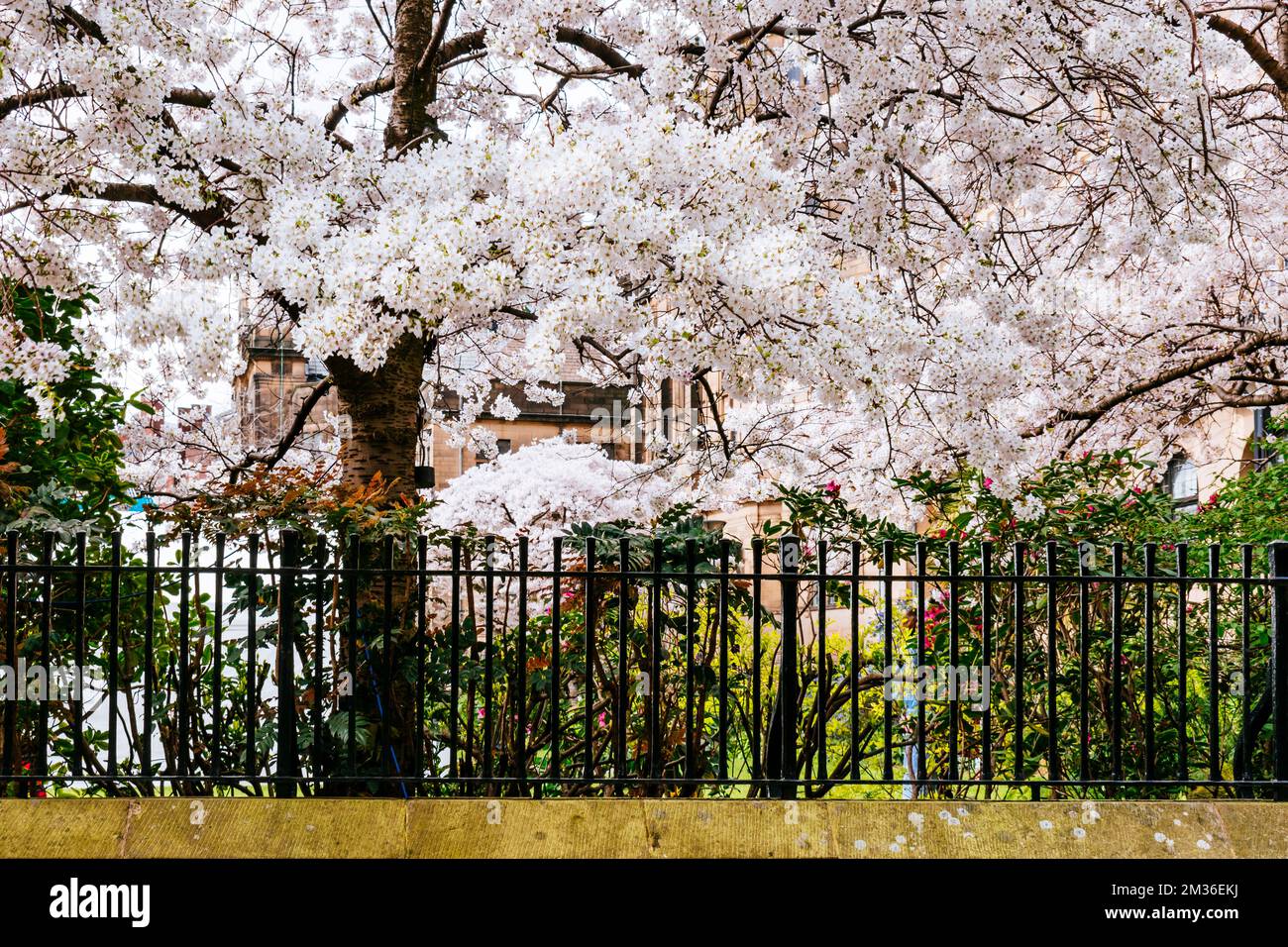 I ciliegi fioriscono in una gloriosa primavera nella città di Sheffield, South Yorkshire, Yorkshire e Humber, Inghilterra, Regno Unito, Europa Foto Stock