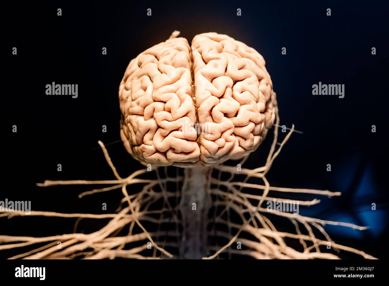 Rappresentazione di un cervello e dei collegamenti nervosi che vanno giù il midollo spinale. Foto Stock