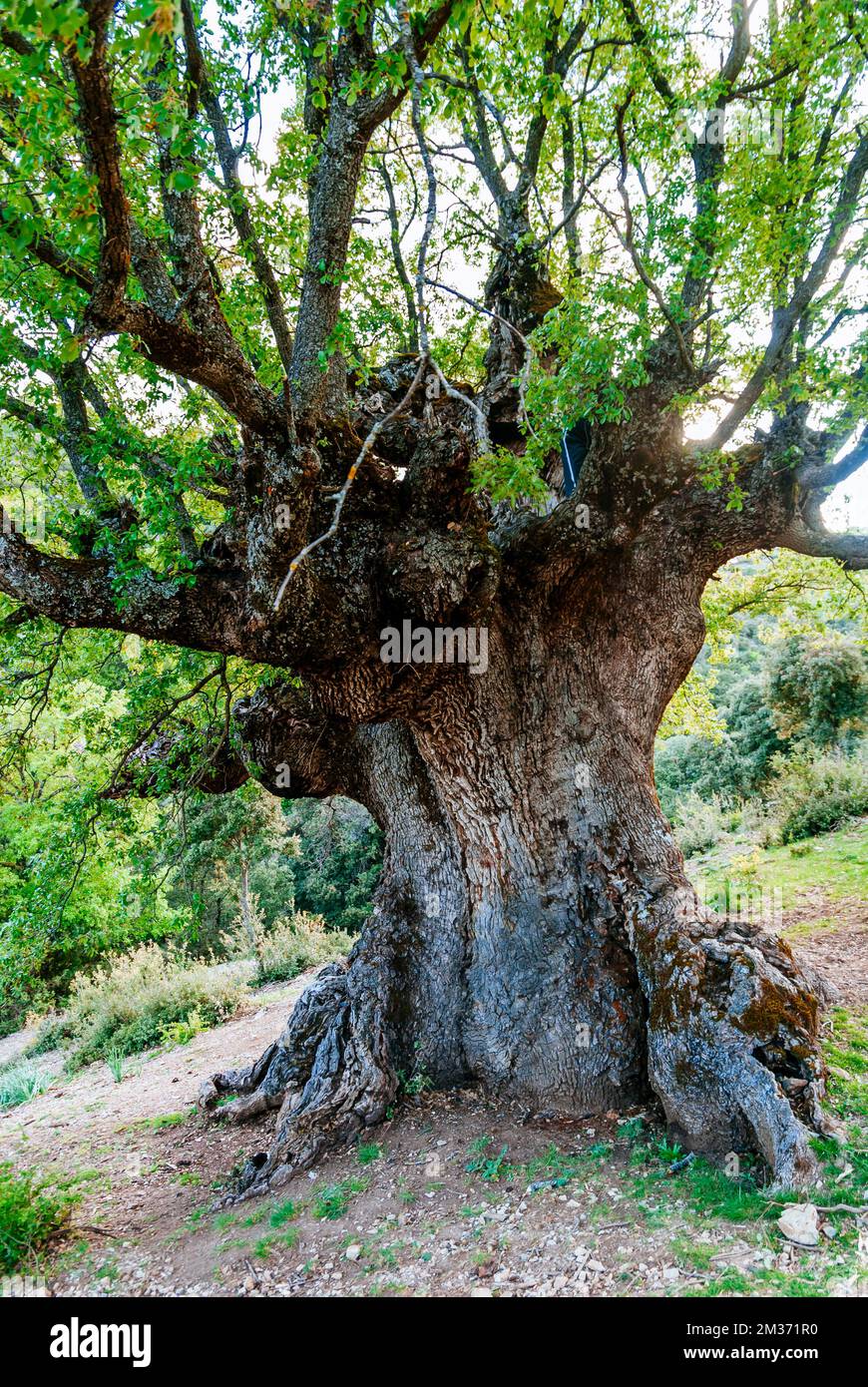Monumento naturale Quejigo del Amo o del Carbón. L'aspetto e la struttura che mostra è il risultato del processo di fare carbone a cui esso Foto Stock