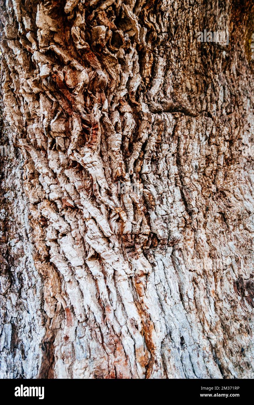 Particolare della corteccia del tronco dell'albero. Monumento naturale Quejigo del Amo o del Carbón. L'aspetto e la struttura visualizzati sono il risultato di Foto Stock
