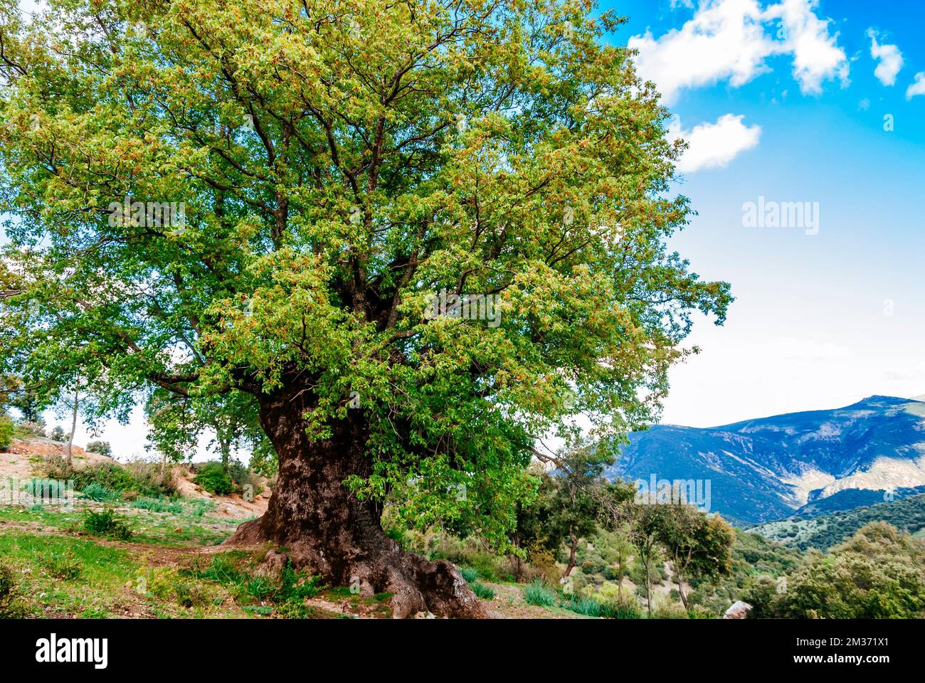 Monumento naturale Quejigo del Amo o del Carbón. L'aspetto e la struttura che mostra è il risultato del processo di fare carbone a cui esso Foto Stock