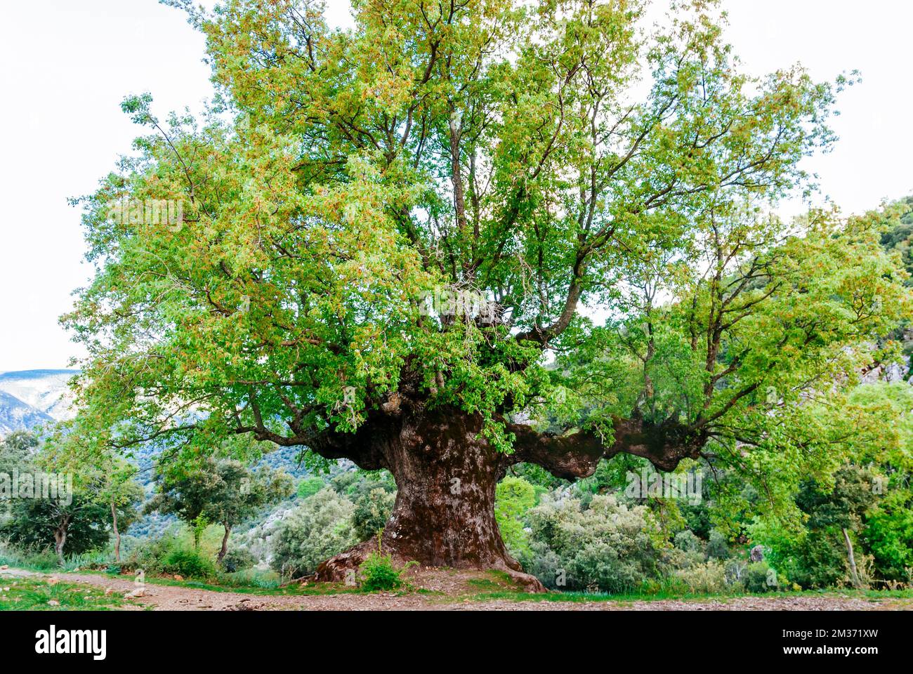 Monumento naturale Quejigo del Amo o del Carbón. L'aspetto e la struttura che mostra è il risultato del processo di fare carbone a cui esso Foto Stock