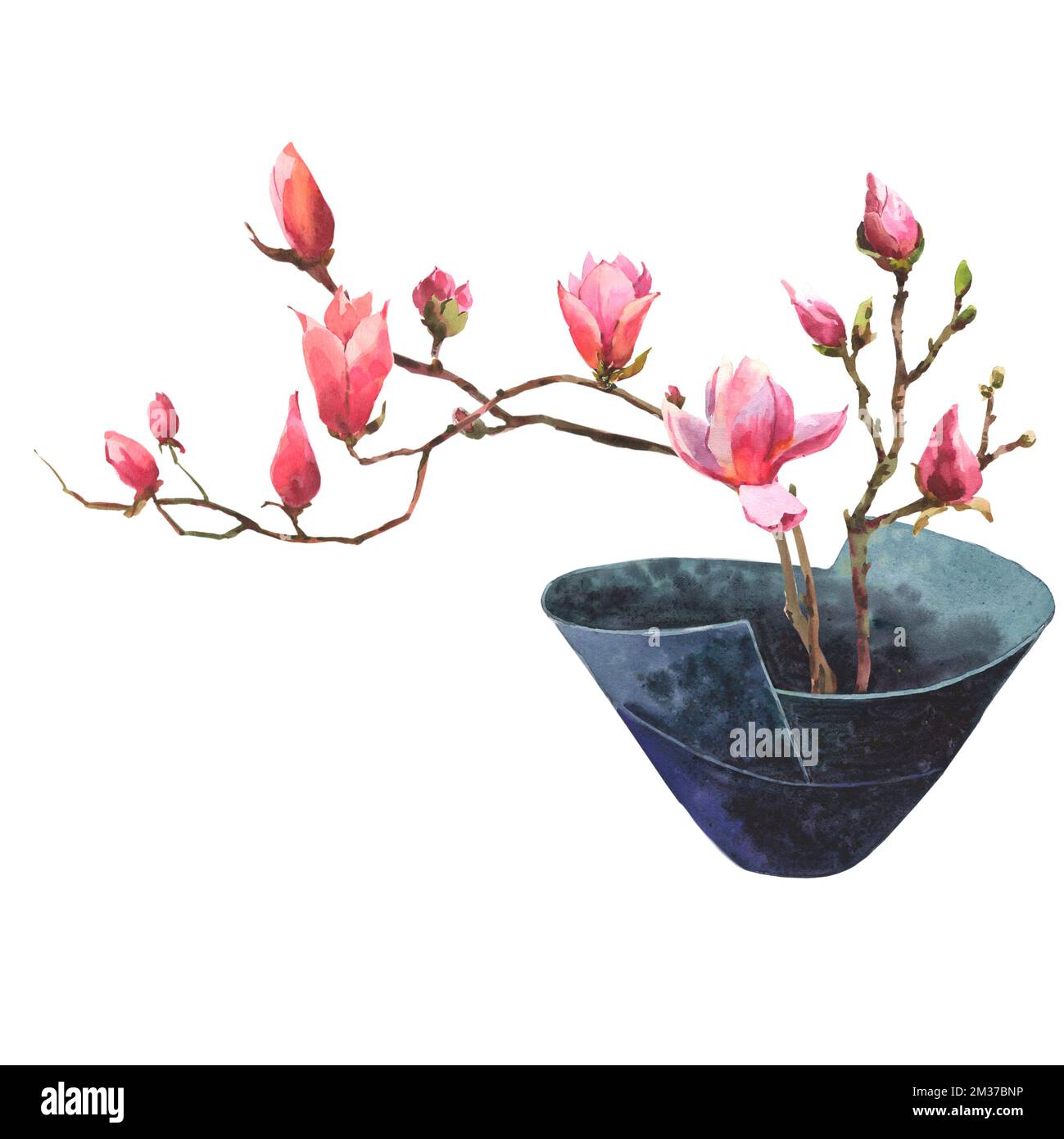 Acquerello illustrazione di un ramo di magnolia in un vaso da fiori di ceramica blu di gallo giapponese isolato su uno sfondo bianco. Arredamento per la casa. Foto Stock