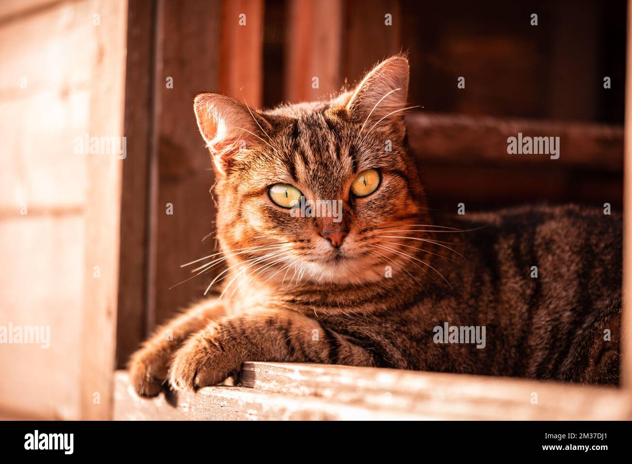 Bel gatto con occhi colorati, che guarda curioso e divertente. Foto Stock