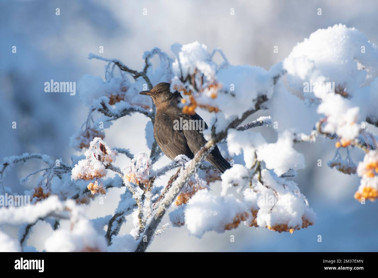 Piccoli uccelli da giardino su rami di neve gelida mangiare bacche. Una femmina di merlo sedette nella neve sui rami. Foto Stock