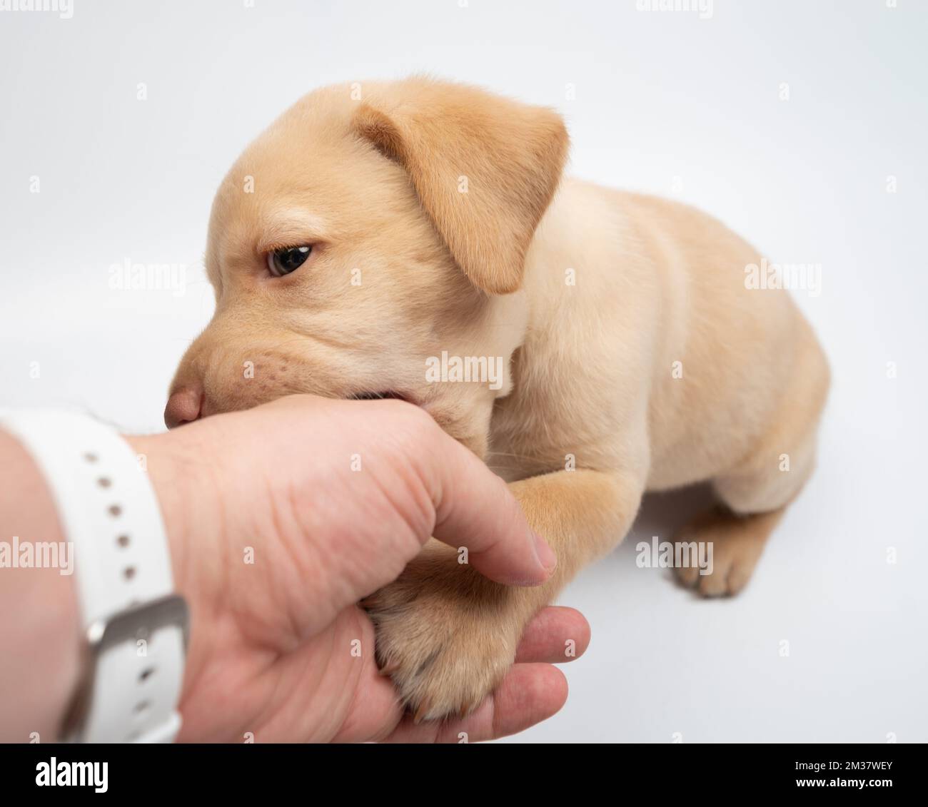 Giocare a mano mordente labrador cucciolo su sfondo bianco studio Foto Stock