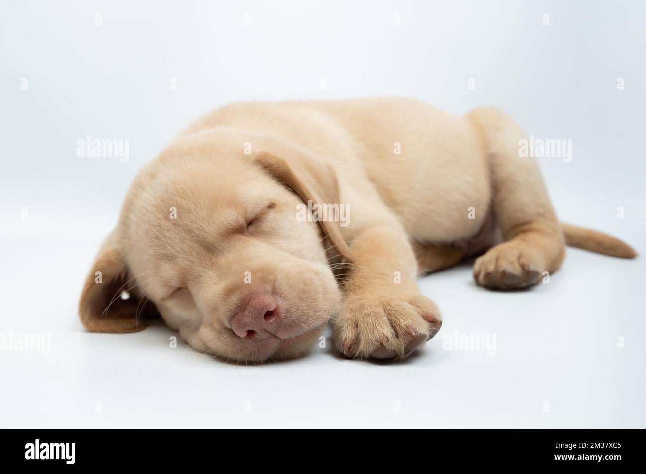 Ritratto di cane labrador addormentato dolce isolato su sfondo bianco studio Foto Stock