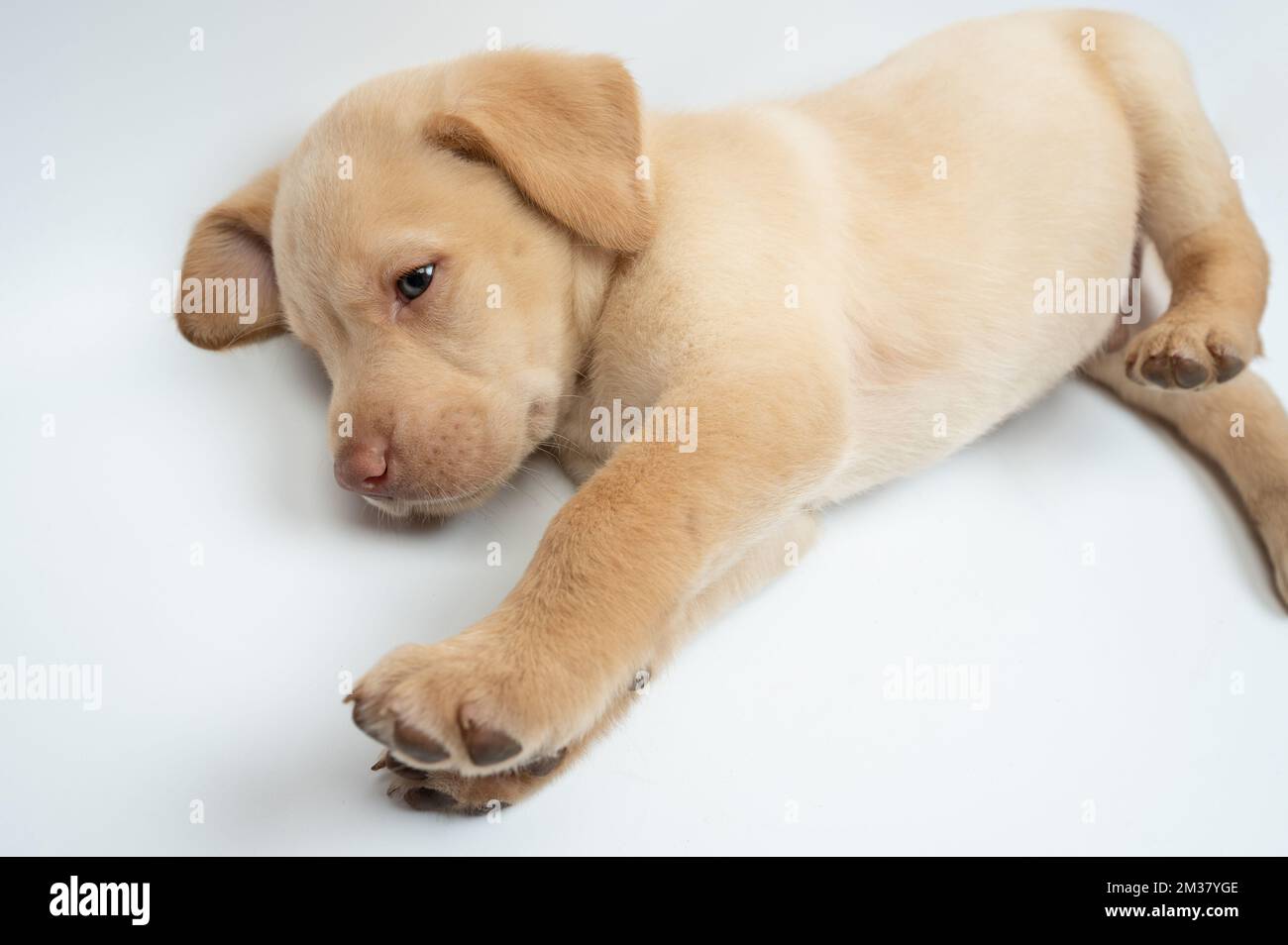 Stretching labrador cucciolo isolato su sfondo bianco studio Foto Stock Stretching labrador cucciolo isolato su sfondo bianco studio Foto Stock
