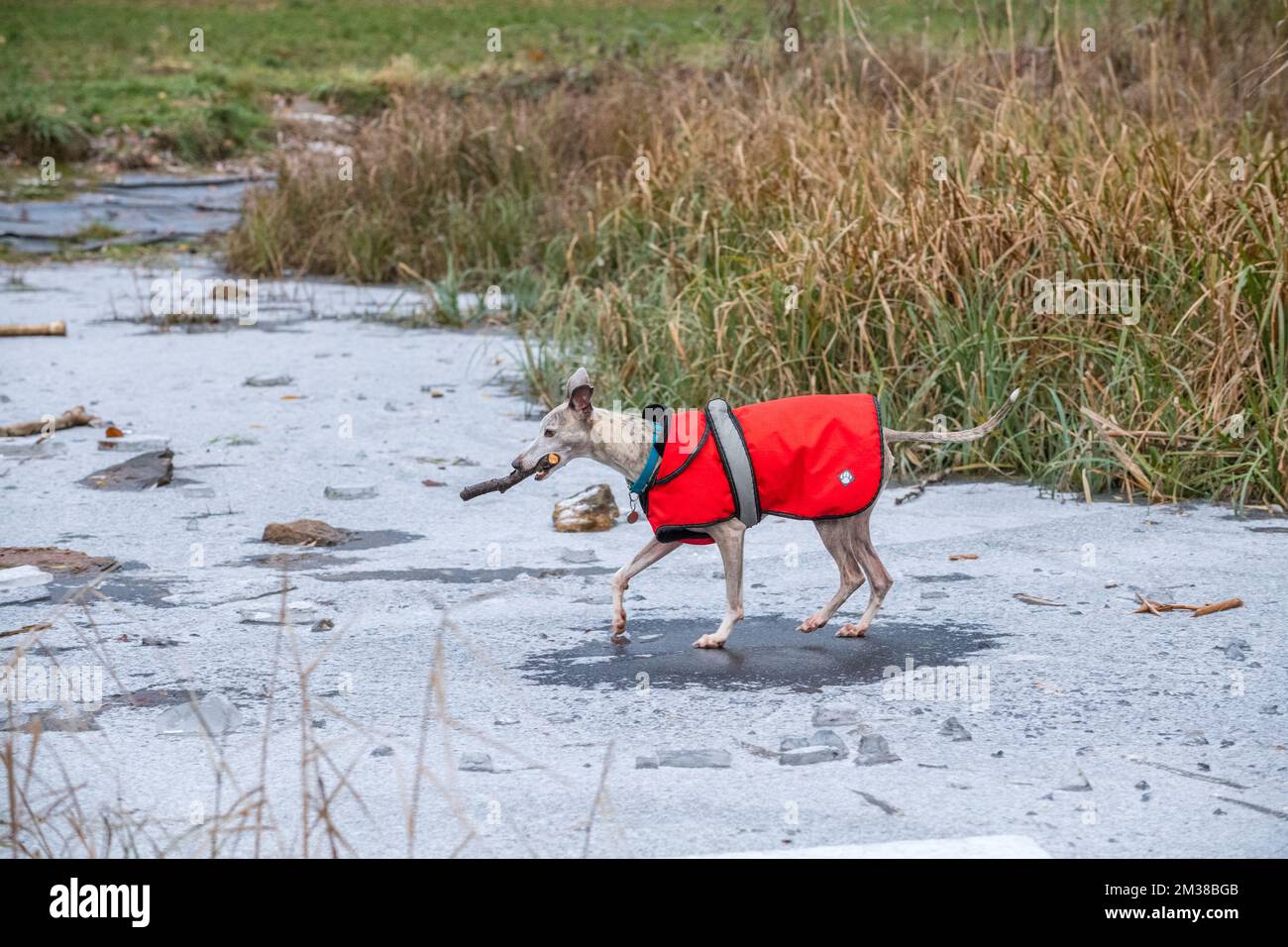 Cane da frusta che indossa una giacca rossa invernale e cammina su uno stagno congelato con un bastone in bocca. Foto Stock