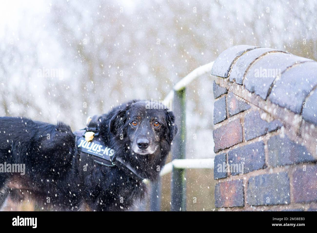 Primo piano dell'imbragatura per cani da compagnia (incrocio con collie di confine) isolata all'aperto in caso di caduta di neve in piedi sul ponte sul canale del Regno Unito, fissando la telecamera. Foto Stock