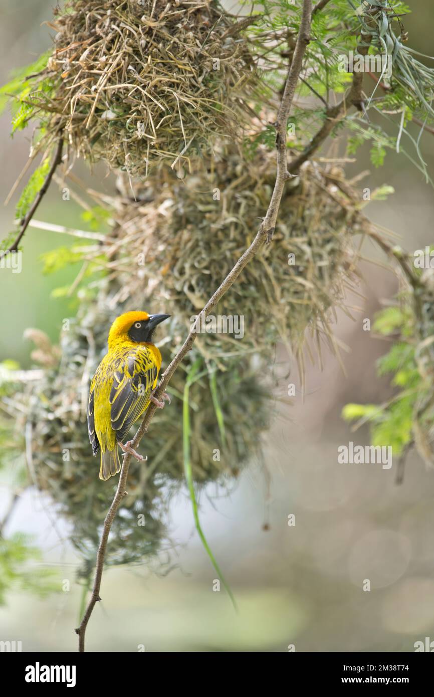 Tessitore di Speke (Ploceus spekei), maschio fuori nido, cercando di attrarre una femmina Foto Stock