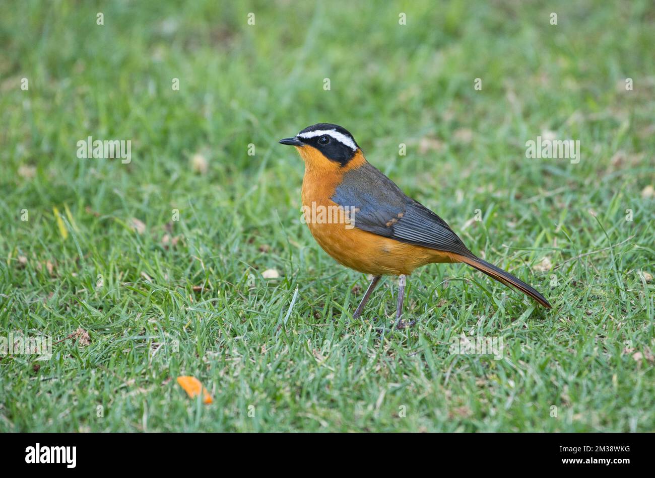 Robin-chat dal colore bianco (Cossyfa heuglini), noto anche come robin di Heuglin, che foraging su un prato da giardino Foto Stock