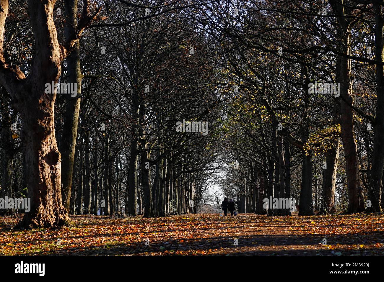 Un viale di alberi in autunno a Temple Newsam Estate a Leeds, Wes tYorkshire, Regno Unito Foto Stock