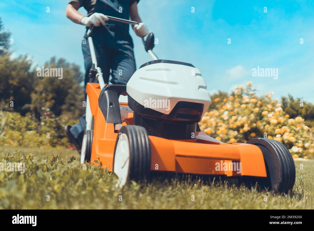 Un giardiniere professionista con un rasaerba si prende cura dell'erba nel cortile. Foto Stock
