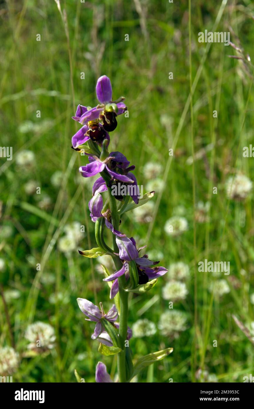 Orchidea di api nelle praterie. Vista sulla baia di Cardiff. Estate. Presa nel giugno 2022 Foto Stock