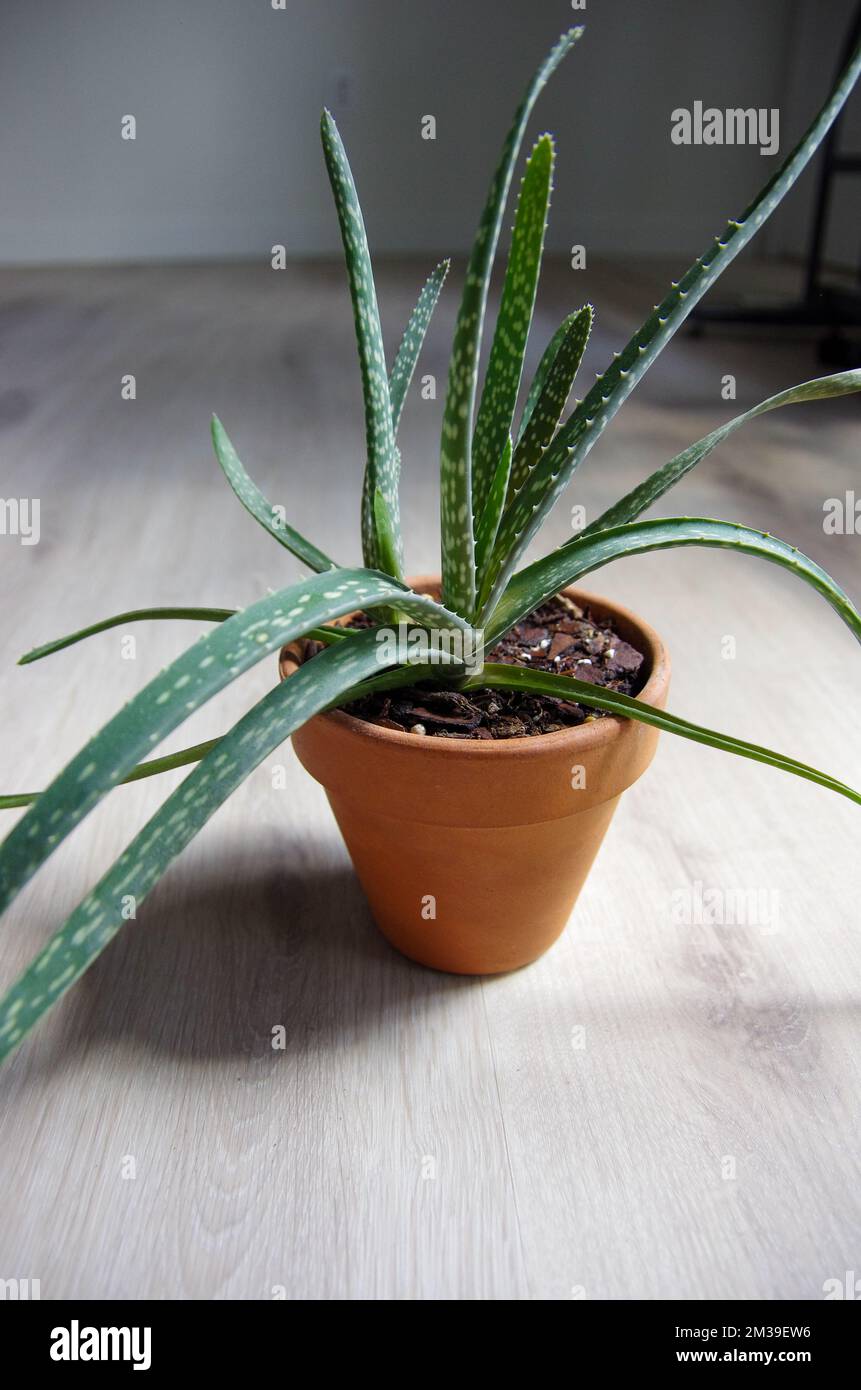 Vera vita aloe vera pianta in terracotta pentola di argilla seduta su legno chiaro vinile pavimento all'interno di casa con luce brillante Foto Stock