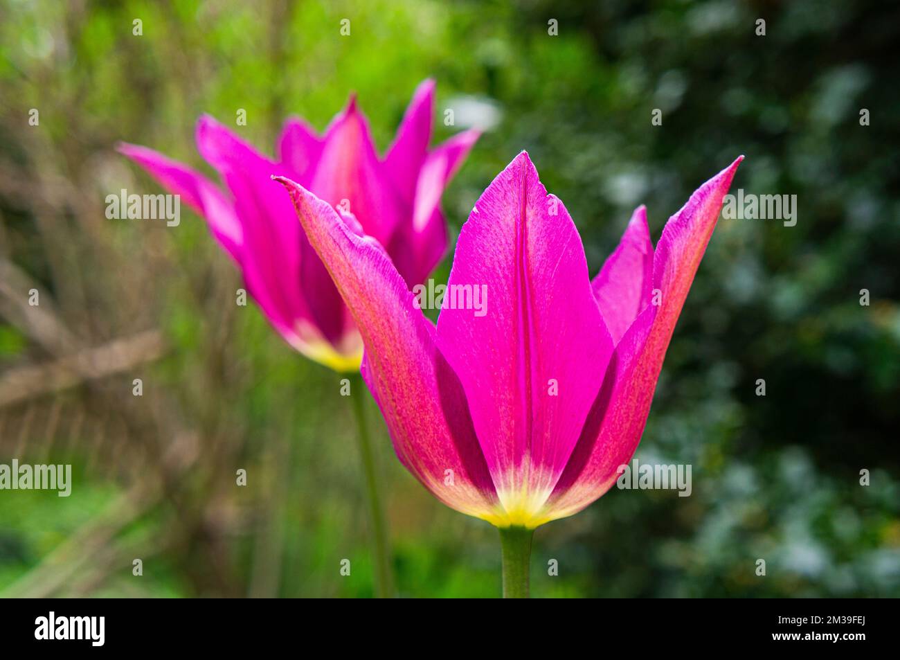 Tulip, Tulipa’ Purple Dream’, fiorito a Pruhonice, Repubblica Ceca il 6 maggio 2022. (Foto CTK/Libor Sojka) Foto Stock