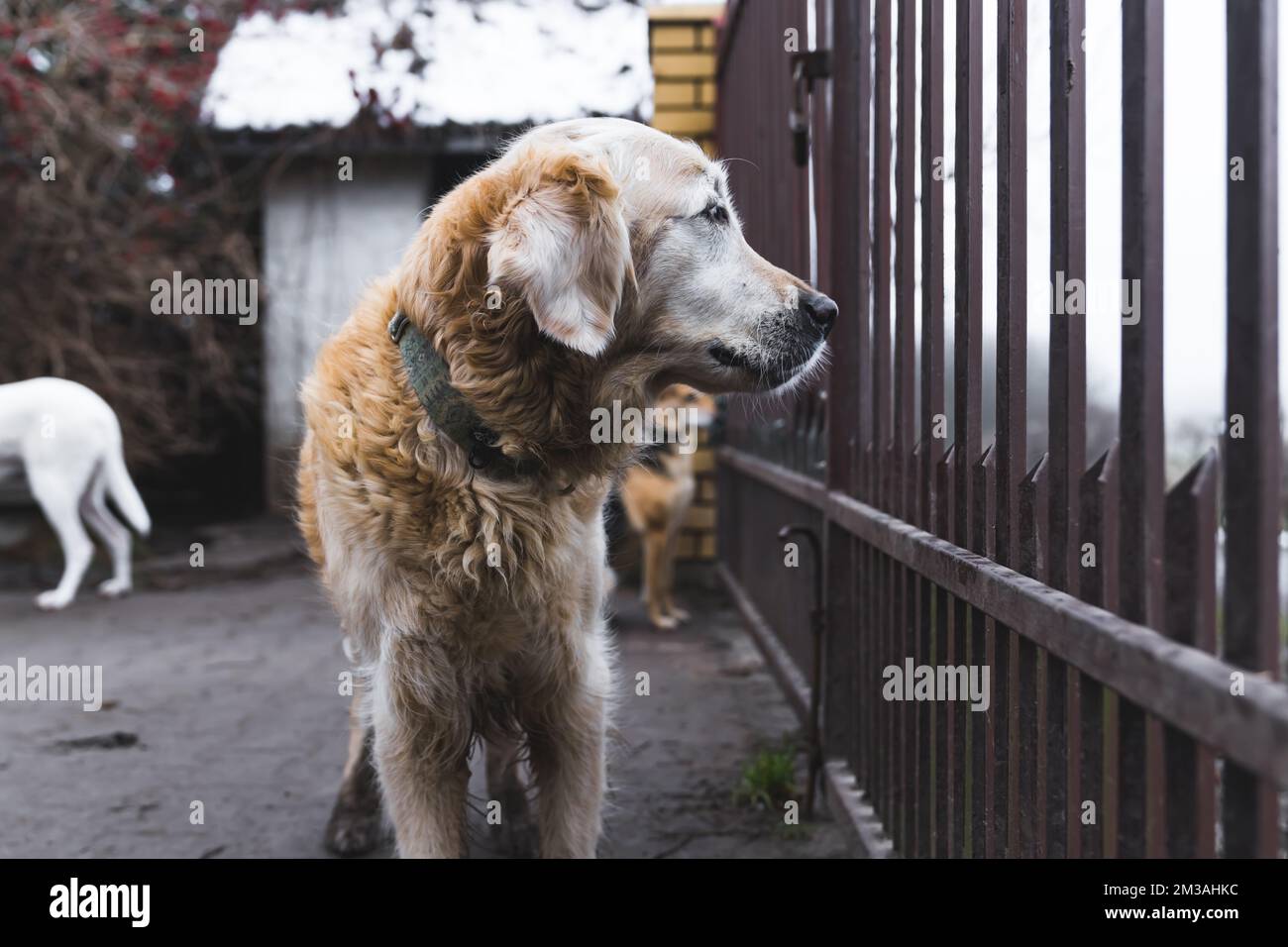 Aiuto per gli animali e volontariato. Vecchio adorabile mix Golden Retriever guardando lateralmente attraverso recinzione di metallo in strutture di rifugio per cani privati. Ritratto all'aperto. Foto di alta qualità Foto Stock