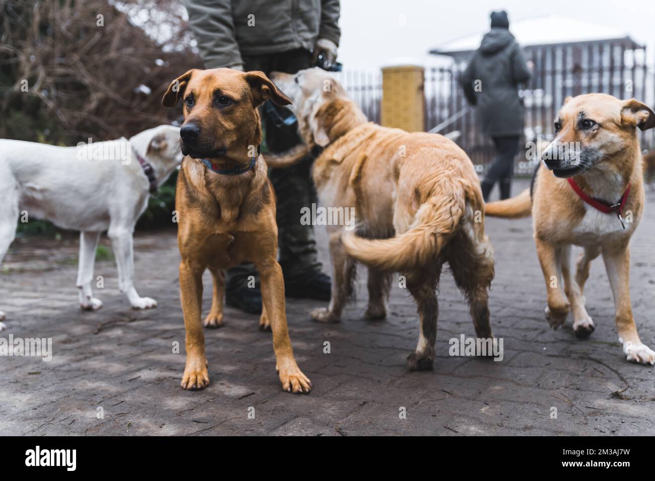 Santuario non pubblico per cani. Quattro adorabili cani di media razza felice mischia sono usciti per andare a fare una passeggiata con un volontario. Riprese all'aperto. Foto di alta qualità Foto Stock