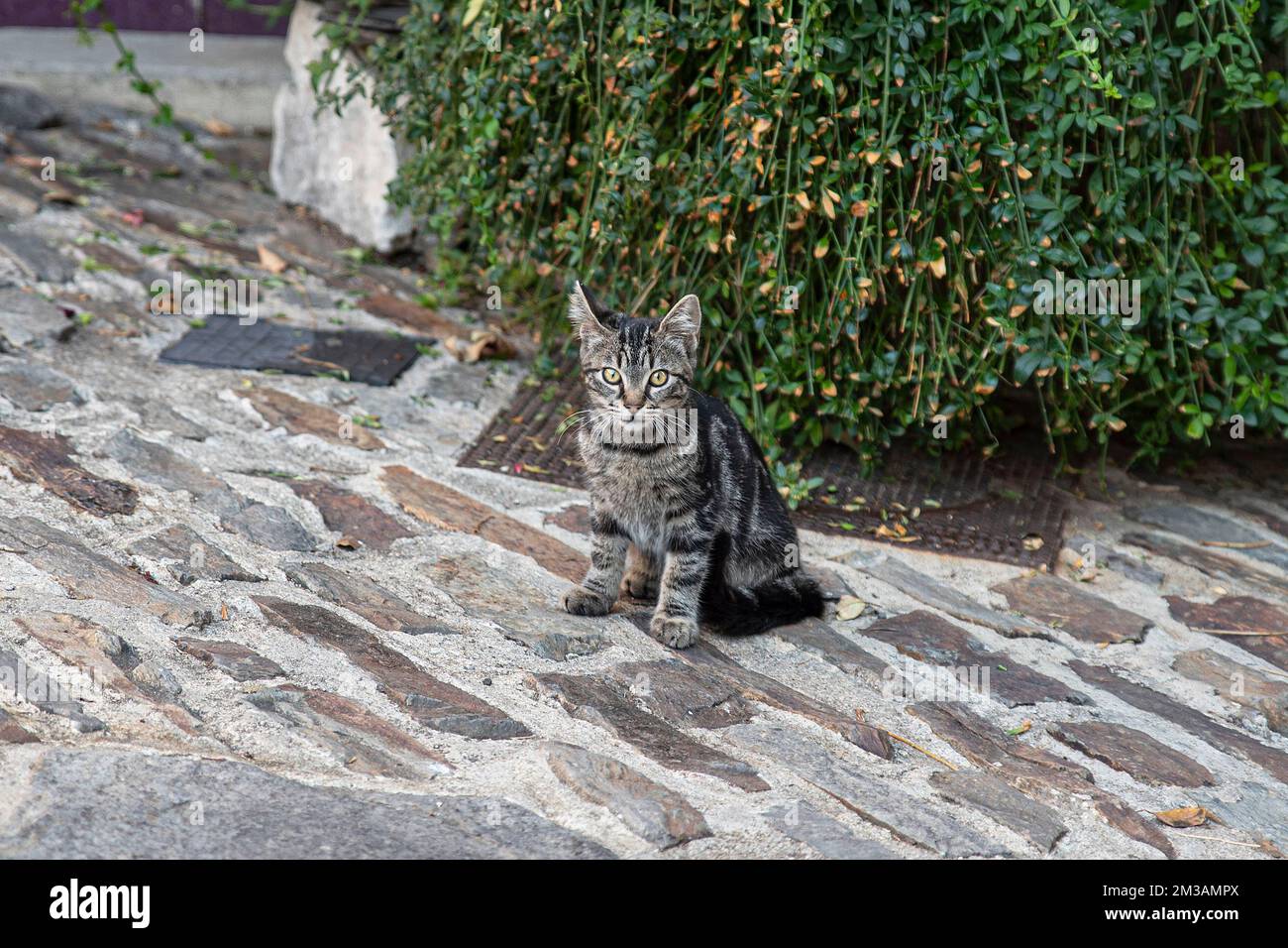 Ritratto di un gatto tabby seduto fuori Foto Stock