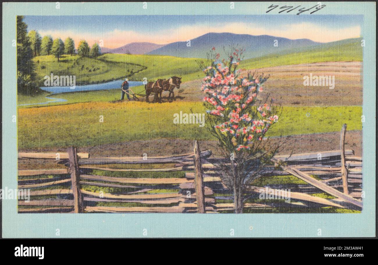 Un cavallo che tira un aratro, montagne sullo sfondo, cavalli, montagne, aratri, Tichnor Brothers Collection, Cartoline degli Stati Uniti Foto Stock