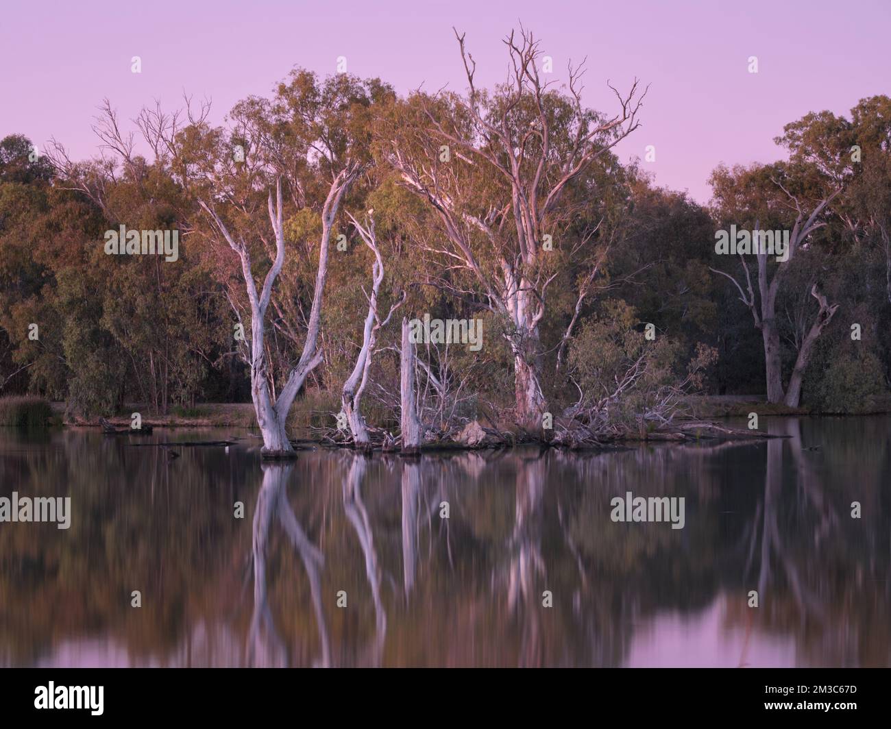 Fiume Red Gums all'alba Foto Stock