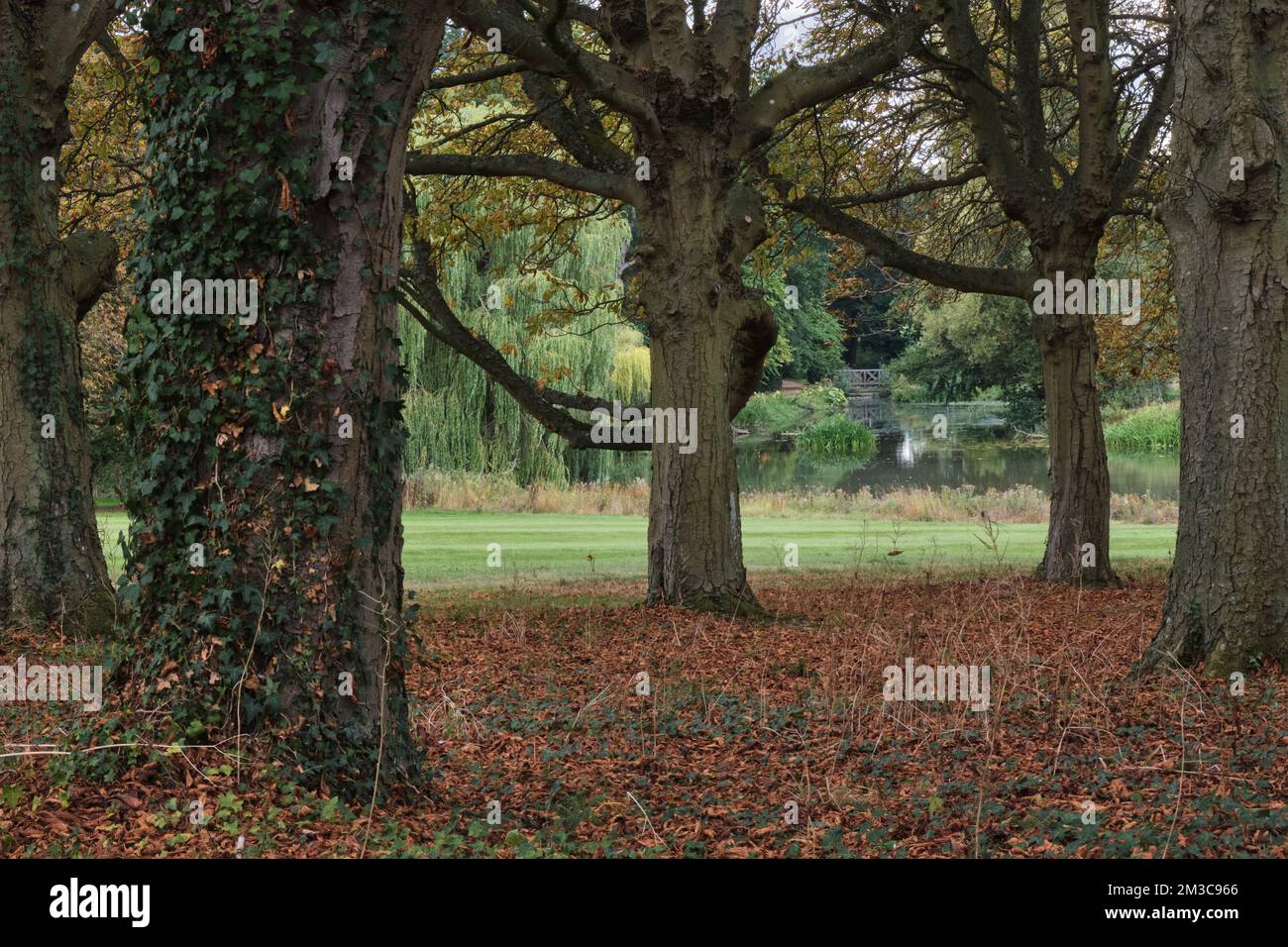 Attraverso gli alberi Foto Stock