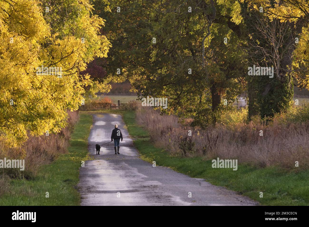 Passeggiate con il cane Foto Stock