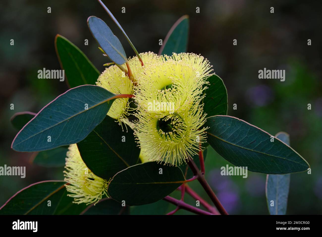 Eucalipto Preissiana Fiori Foto Stock
