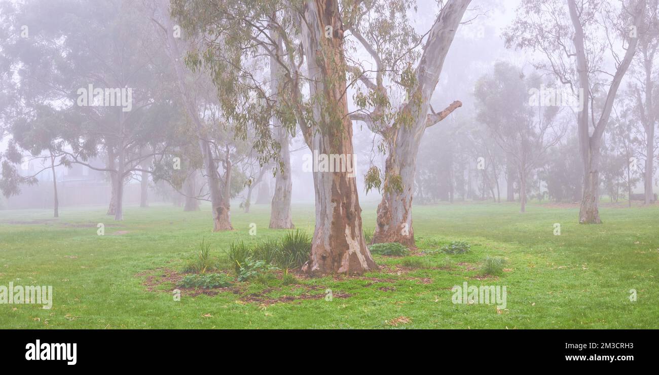 Misty Gum alberi Foto Stock