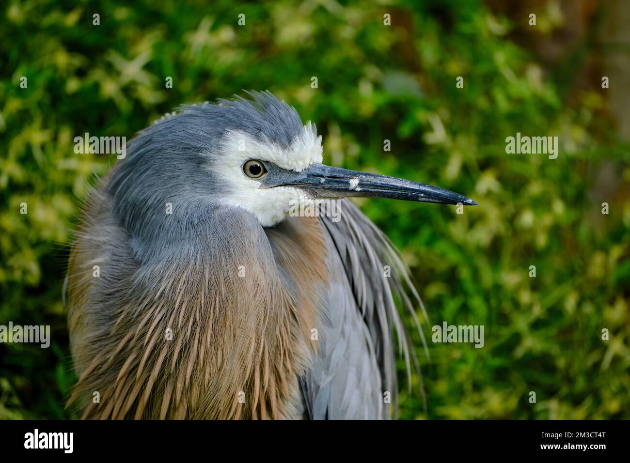 Heron dalla faccia bianca Foto Stock
