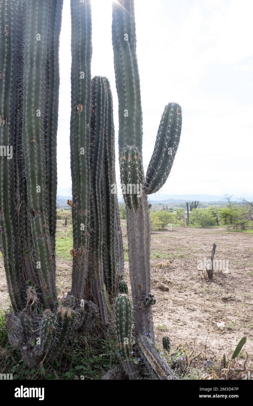 Cactus alto Spined in giorno di sole al deserto di Tatacoa, Huila, Colombia Foto Stock