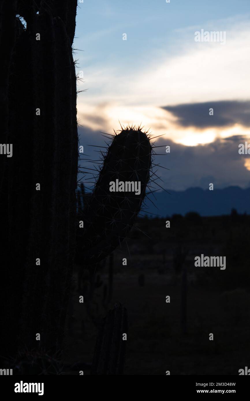 Chiuso fino al Cactus spinato scuro nel giorno del tramonto al deserto di Tatacoa, Huila, Colombia Foto Stock