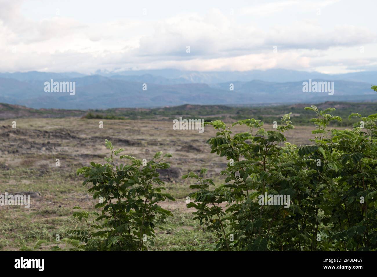 Piccoli alberi verdi con sfondo forestale nel mezzo del deserto di Tatacoa. Huila, Colombia Foto Stock