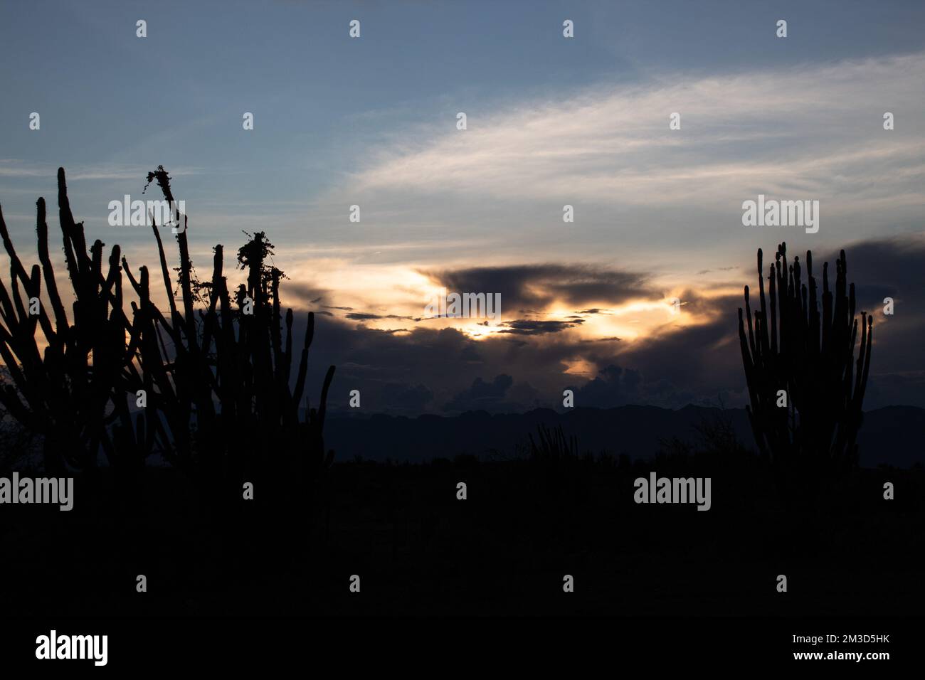 Cactus Spined Silhouette in serata con nuvole e tramonto al deserto di Tatacoa, Huila, Colombia Foto Stock