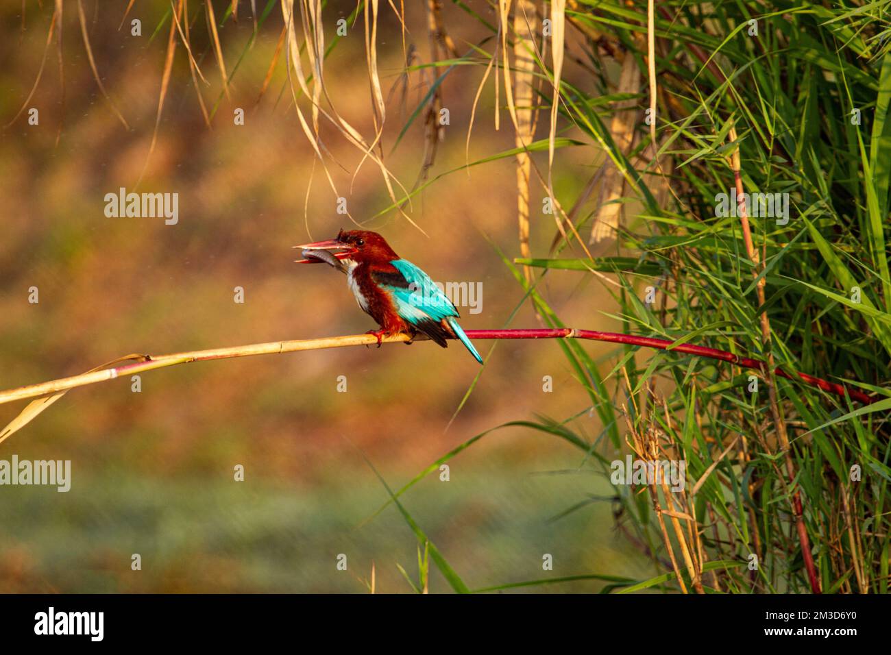 Kingfisher con pesce nel becco al Chilka Bird Sanctuary in Odisha India Foto Stock