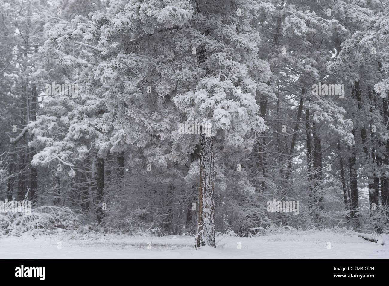 Pini in montagne coperte di neve fresca e brina. Foresta invernale congelata nella nebbia Foto Stock