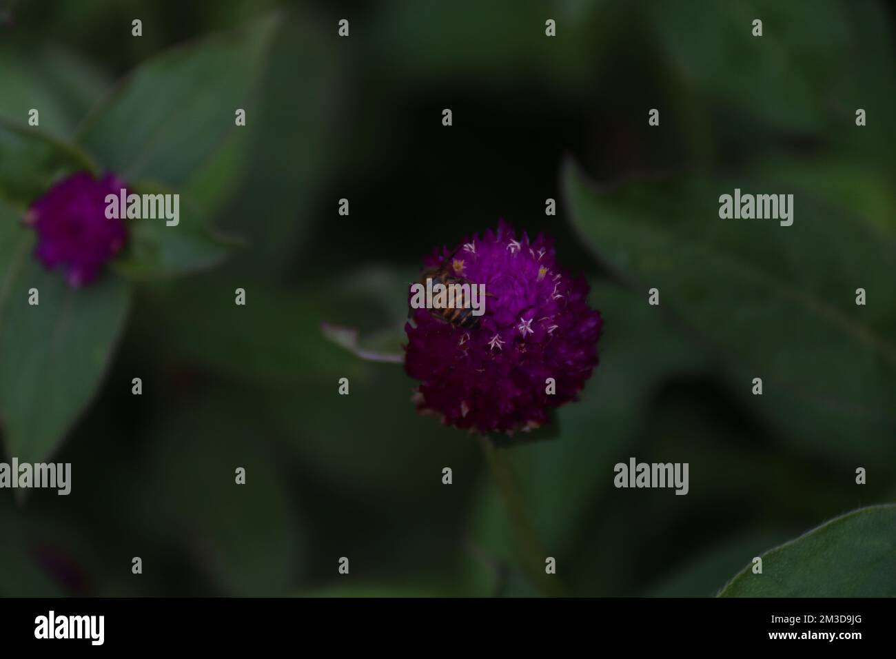 Fiori nel mio giardino domestico, Sri Lanka Foto Stock