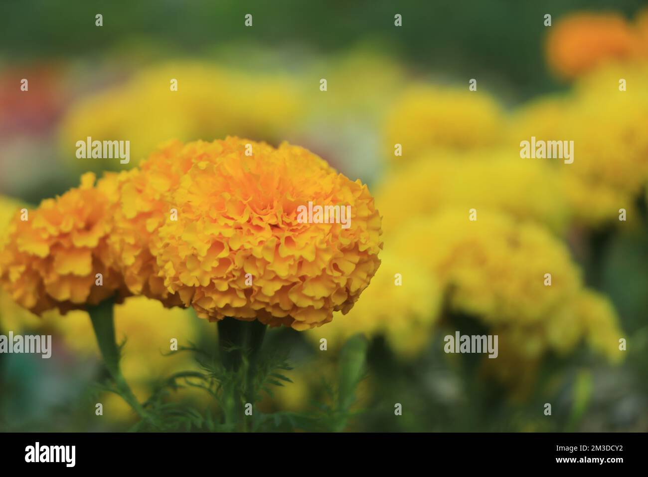 Primo piano di fiore di marigold fioritura in giardino Foto Stock