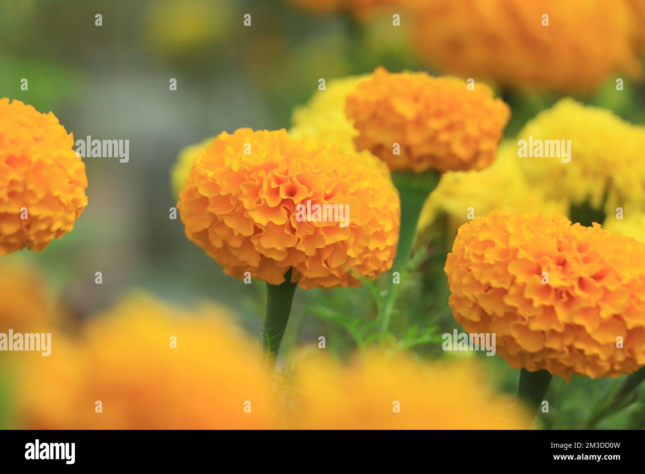 Fiore di Marigold fiorisce in giardino Foto Stock